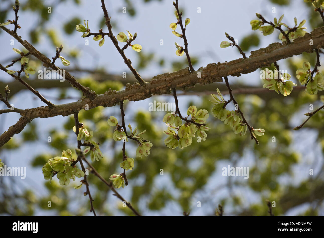 English elm, Ulmus procera, in fruit, close-up, Dorset, England, UK Stock Photo