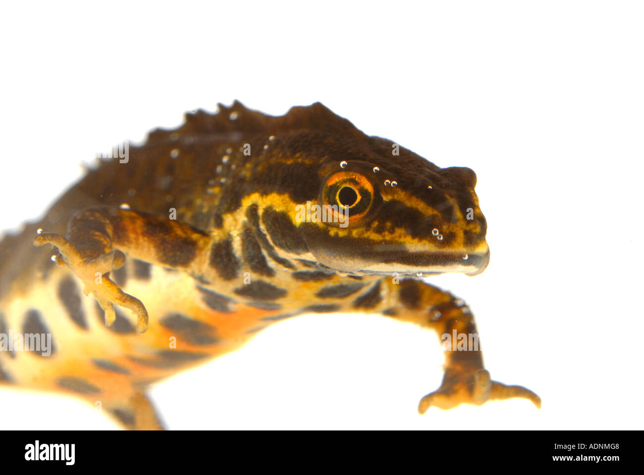 Smooth newt lissotriton vulgaris Stock Photo