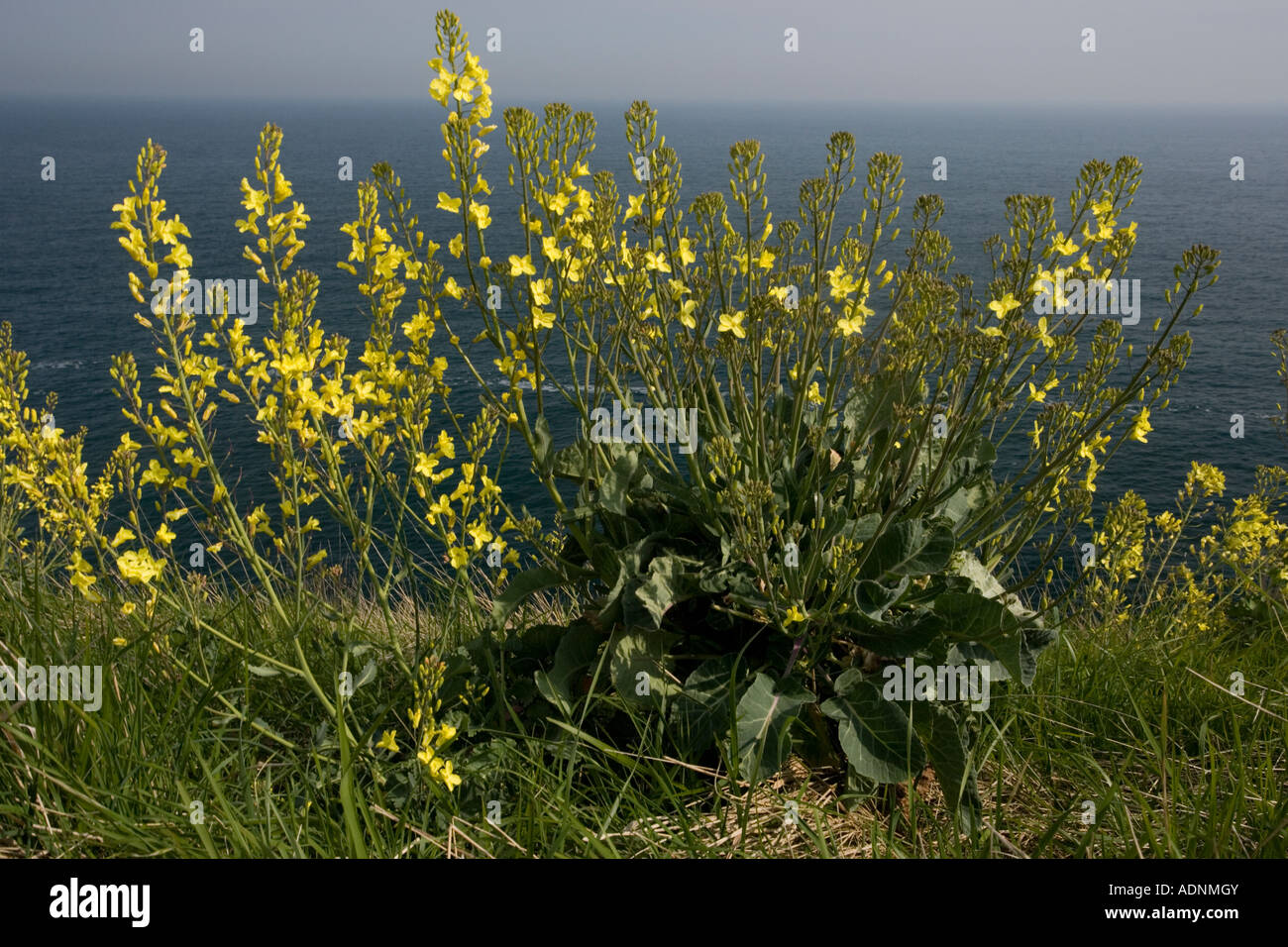 Wild Cabbage, Brassica oleracea on the Dorset coast Stock Photo