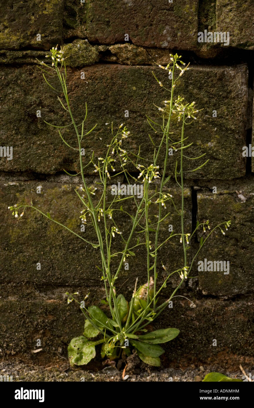 Thale cress, Arabidopsis thaliana, Common weed widely used for genetic research Stock Photo