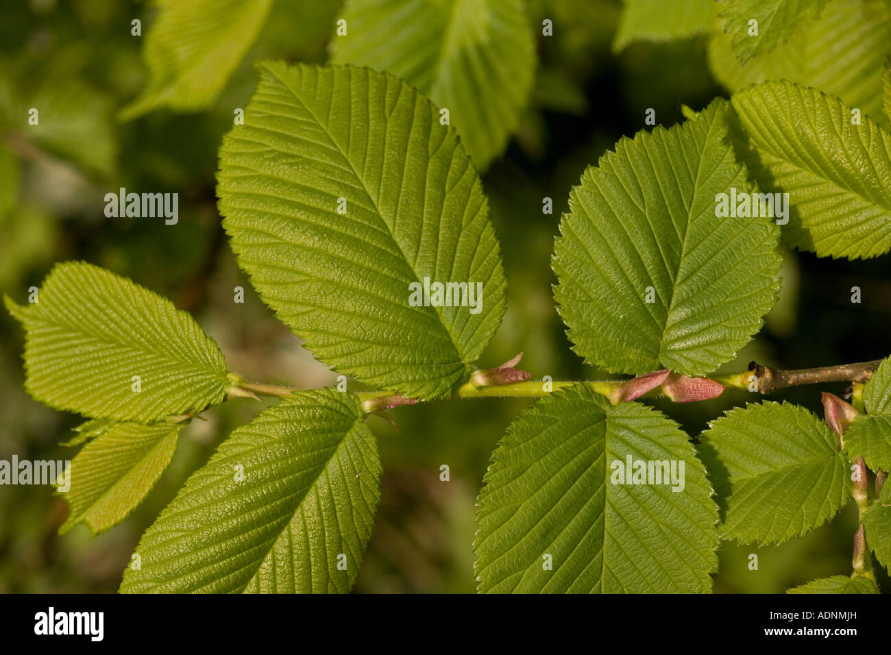 Wych elm (Ulmus glabra) leaves, close-up Stock Photo