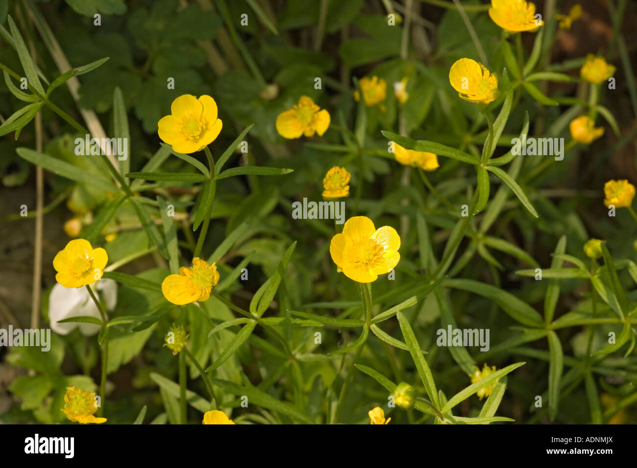 Goldilocks Buttercups (Ranunculus auricomus) close-up, Peak District, England, UK Stock Photo