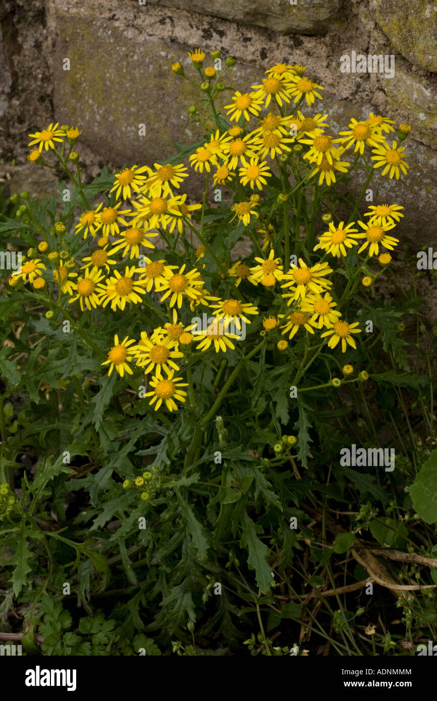 Oxford ragwort, Senecio squalidus, a widespread naturalised weed Stock Photo