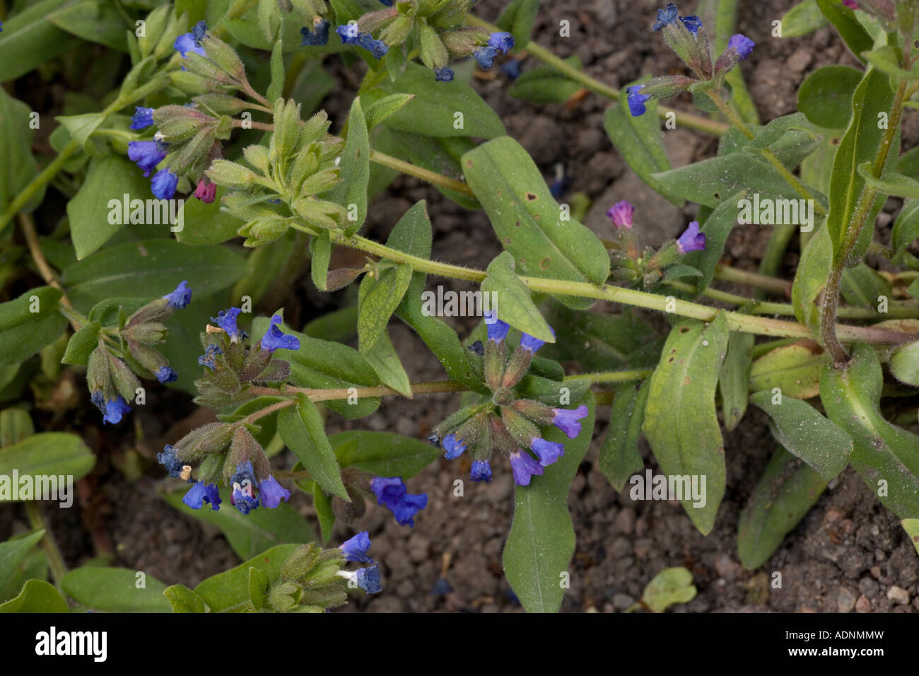 A Lungwort, Pulmonaria angustifolia native in mainland Europe not UK Stock Photo