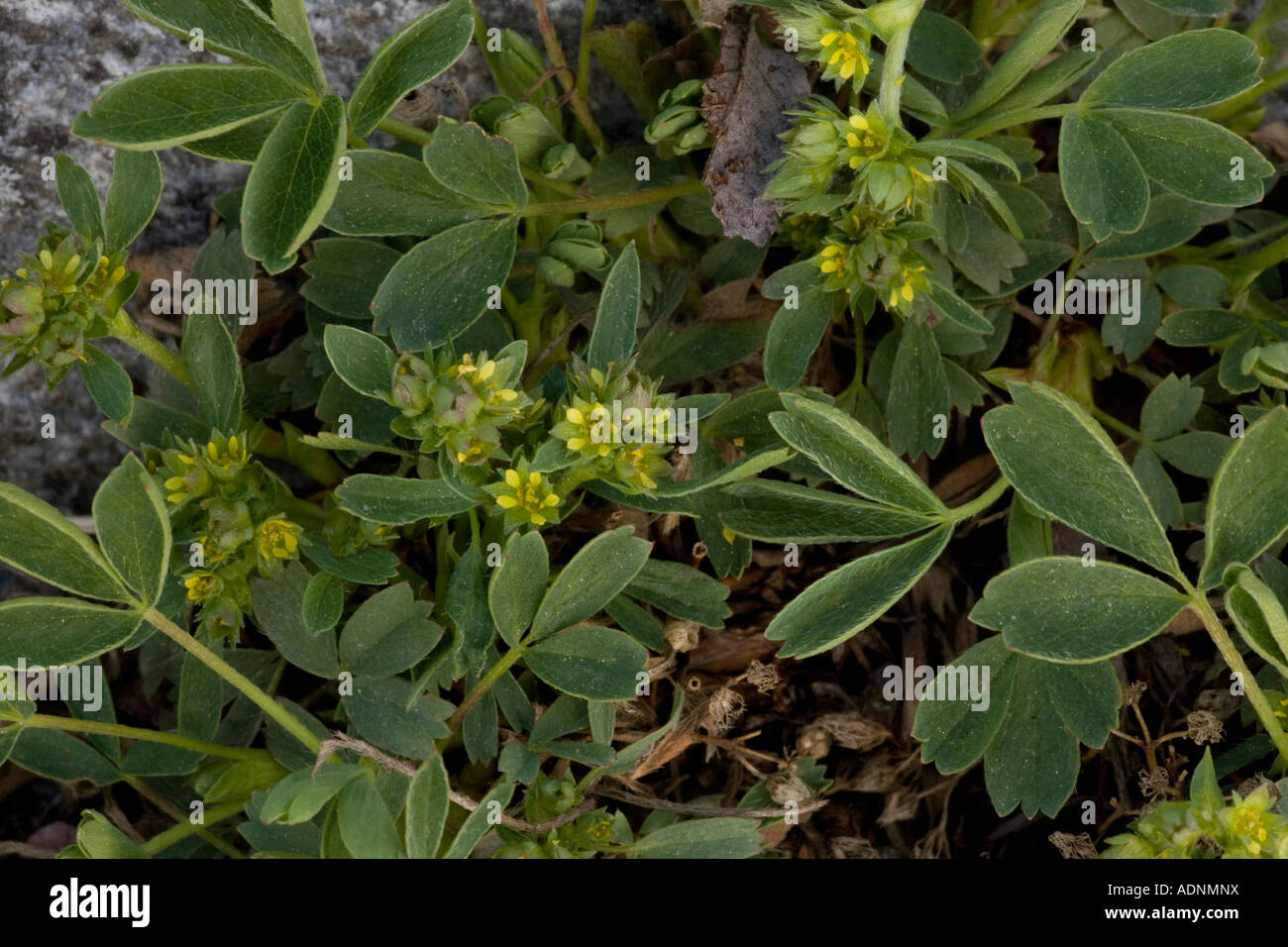 Sibbaldia, Sibbaldia procumbens, alps and N Europe Stock Photo