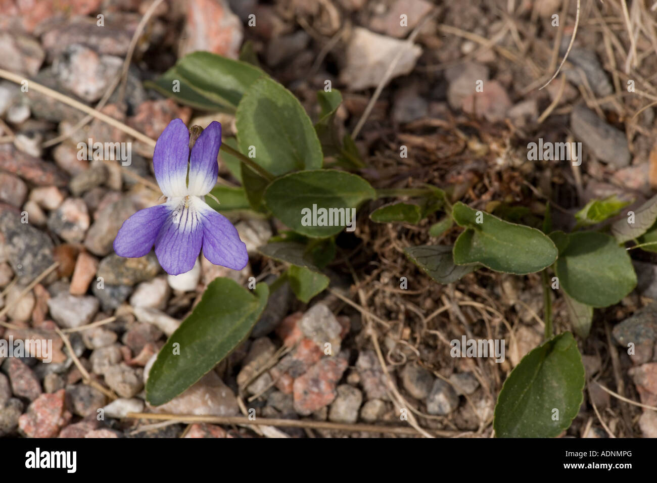 Hill violet, Viola collina, north european Stock Photo