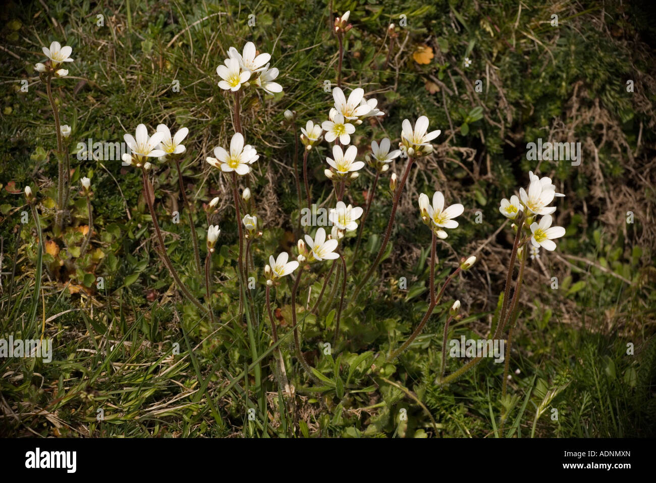 Meadow saxifrage, Saxifraga granulata, uncommon in UK Stock Photo