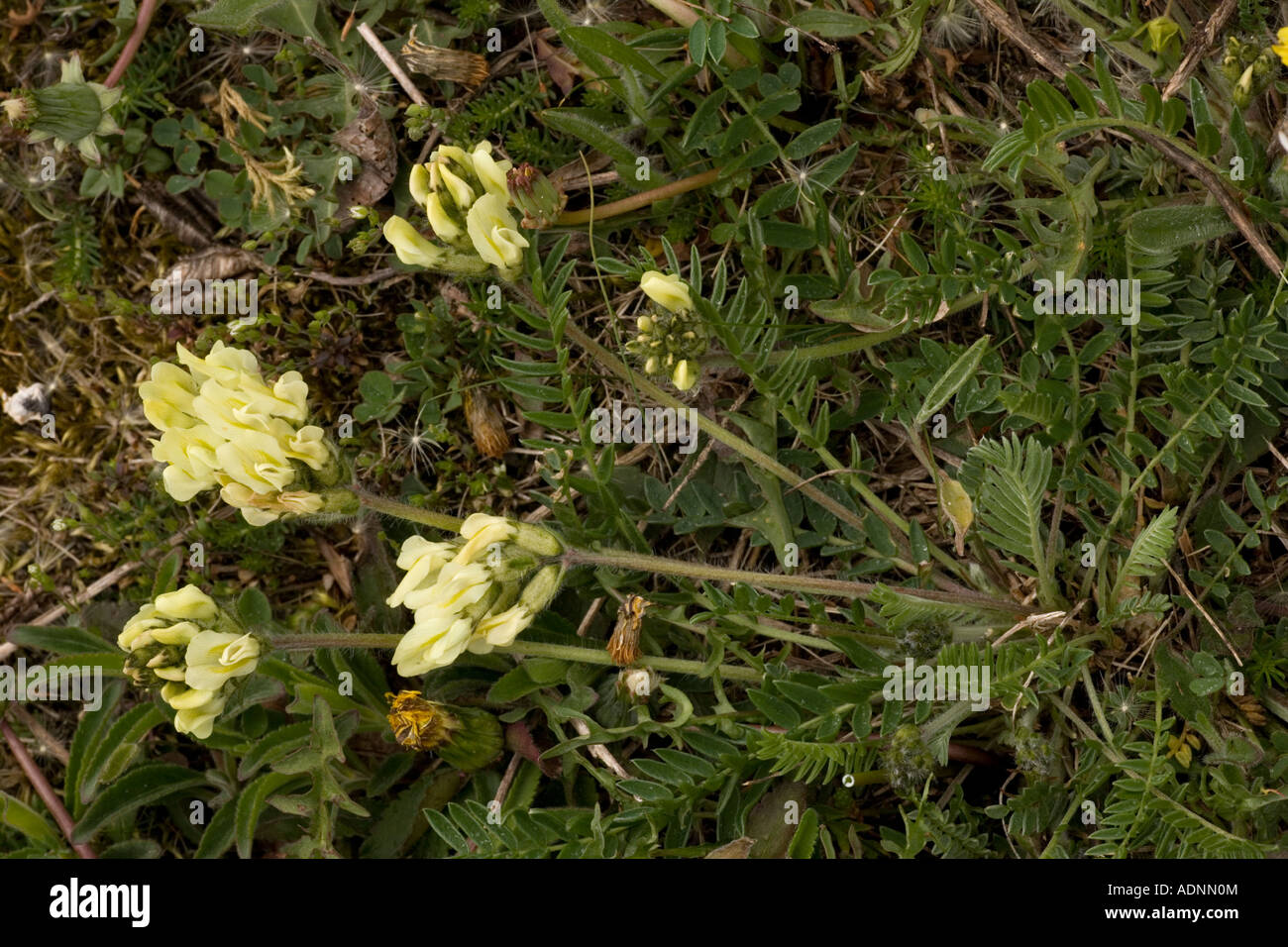 Yellow oxytropis, Oxytropis campestris, yellow milk vetch, Sweden Stock Photo