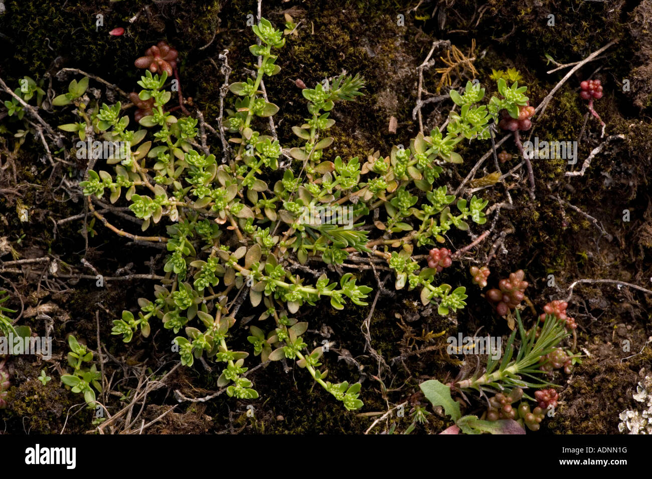 Smooth rupturewort, Herniaria glabra, Very rare in eastern England Stock Photo