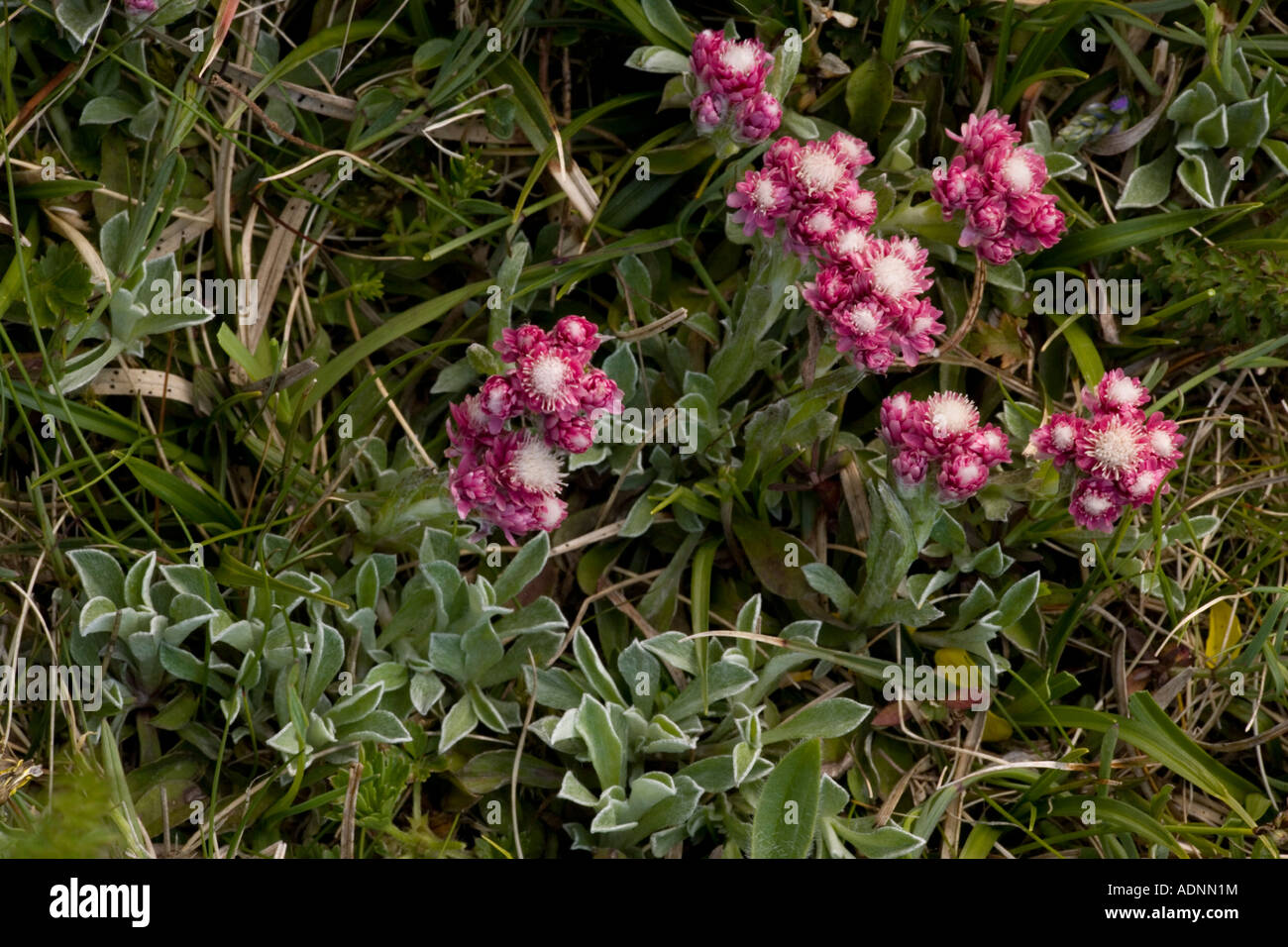 Mountain everlasting female flower Antennaria dioica N Europe Stock Photo
