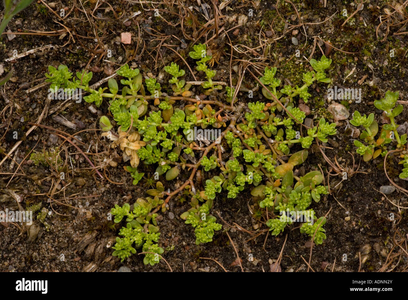 Smooth rupturewort Herniaria glabra Rare in UK Stock Photo