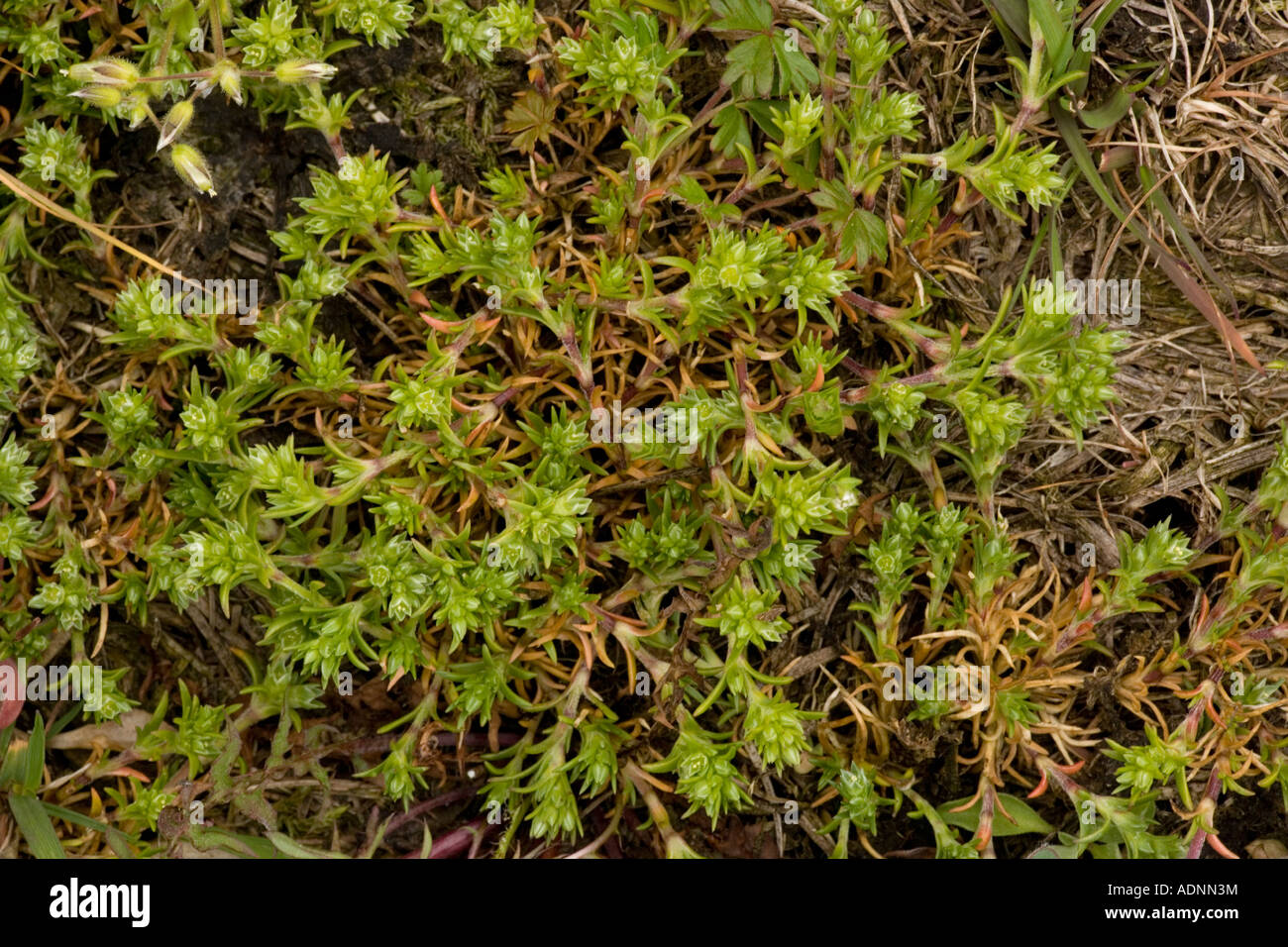 Annual knawel Scleranthus annuus rare in UK Stock Photo