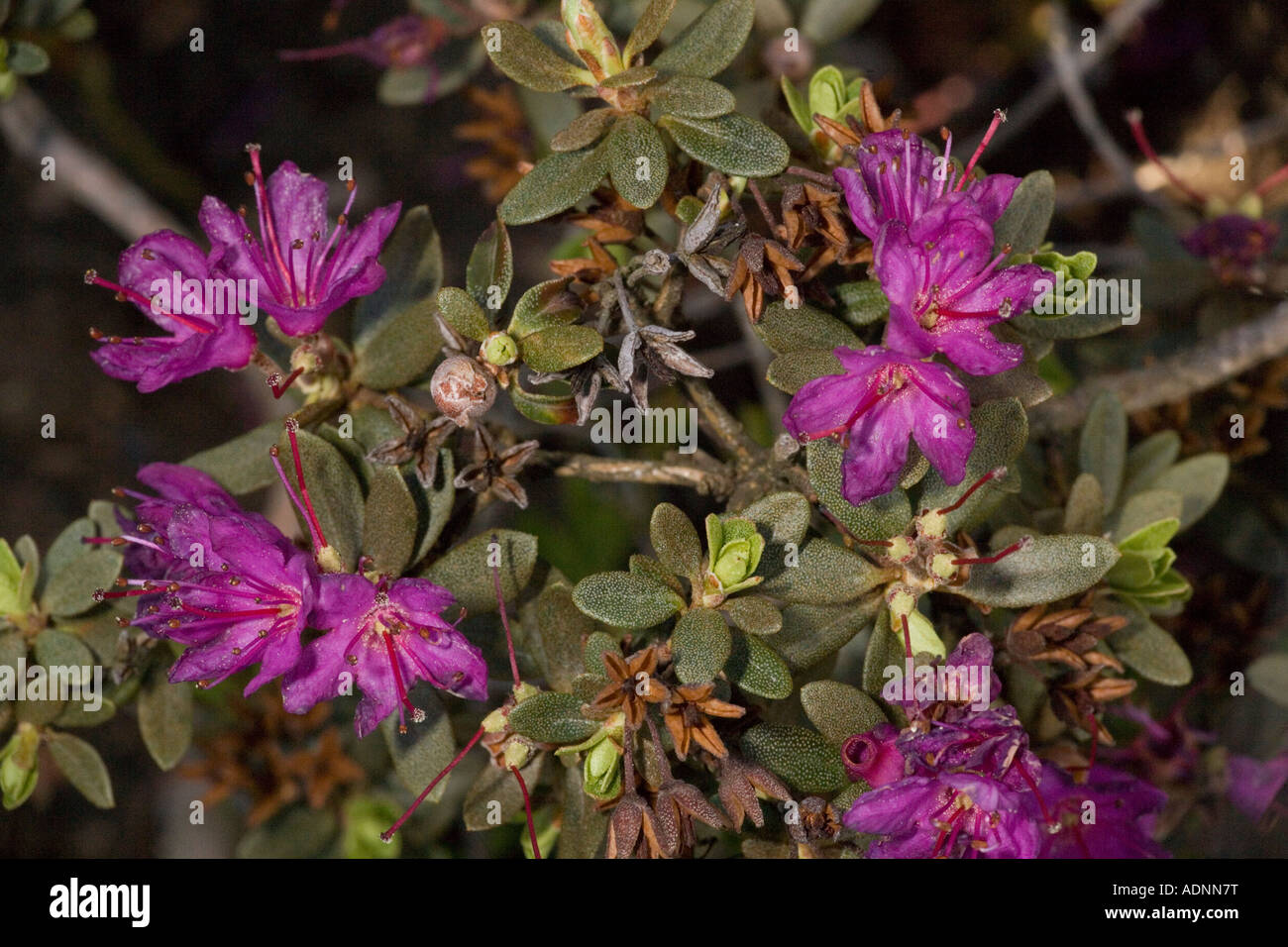 Arctic rhododendron, Rhododendron lapponicum in flower Arctic Europe Stock Photo