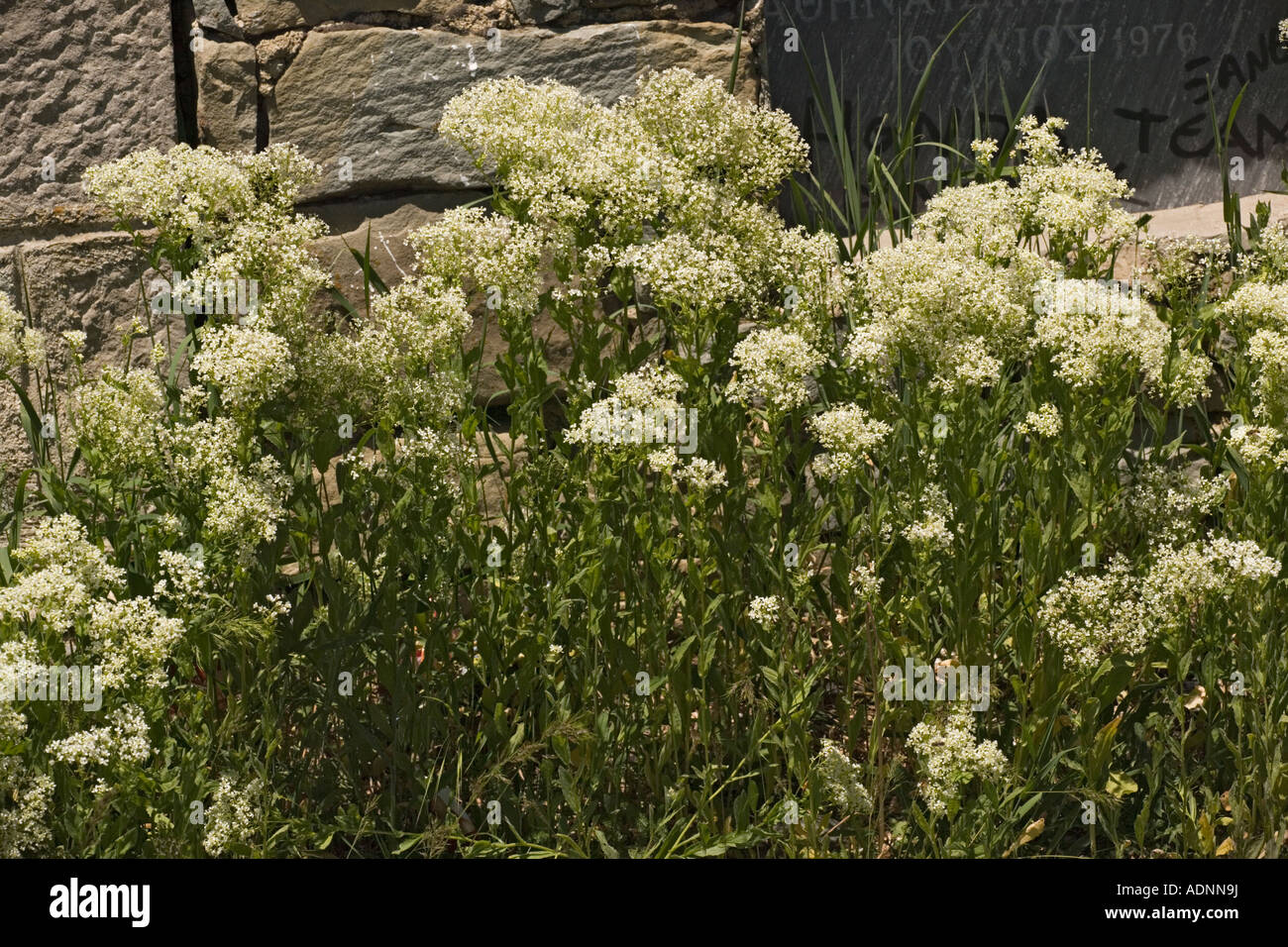 Hoary cress, Lepidium draba  (Cardaria draba). From Asia now a widespread weed Stock Photo