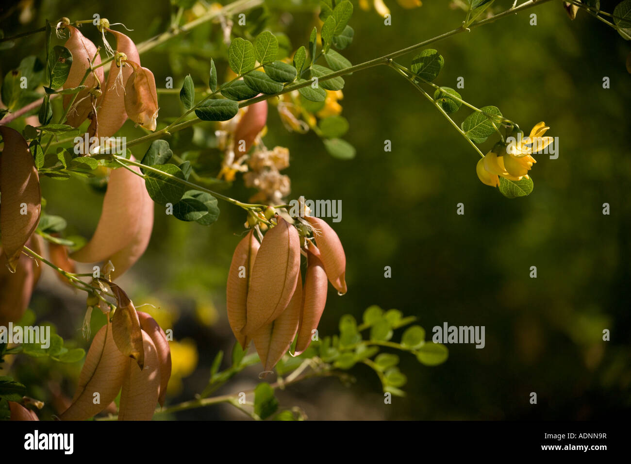Bladder senna, Colutea arborescens, flowers and fruit S Europe Stock Photo