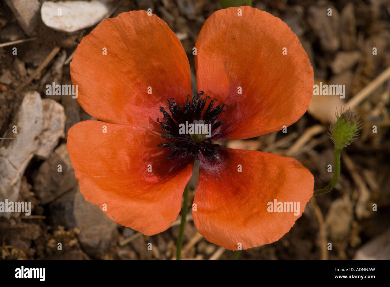 Prickly poppy, Papaver argemone, in flower, closeup. Very rare in UK Stock Photo