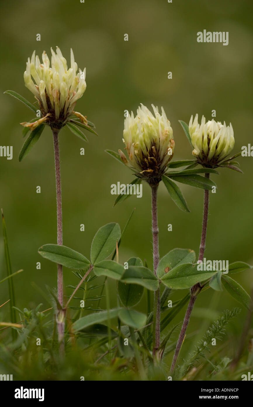 Sulphur clover, Trifolium ochroleucon, close-up, East Anglia, England, UK Stock Photo