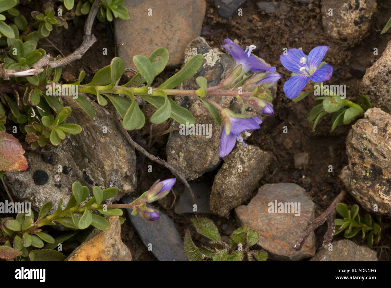 Rock speedwell, Veronica fruticans, Alps and very rare in UK Stock Photo Alamy