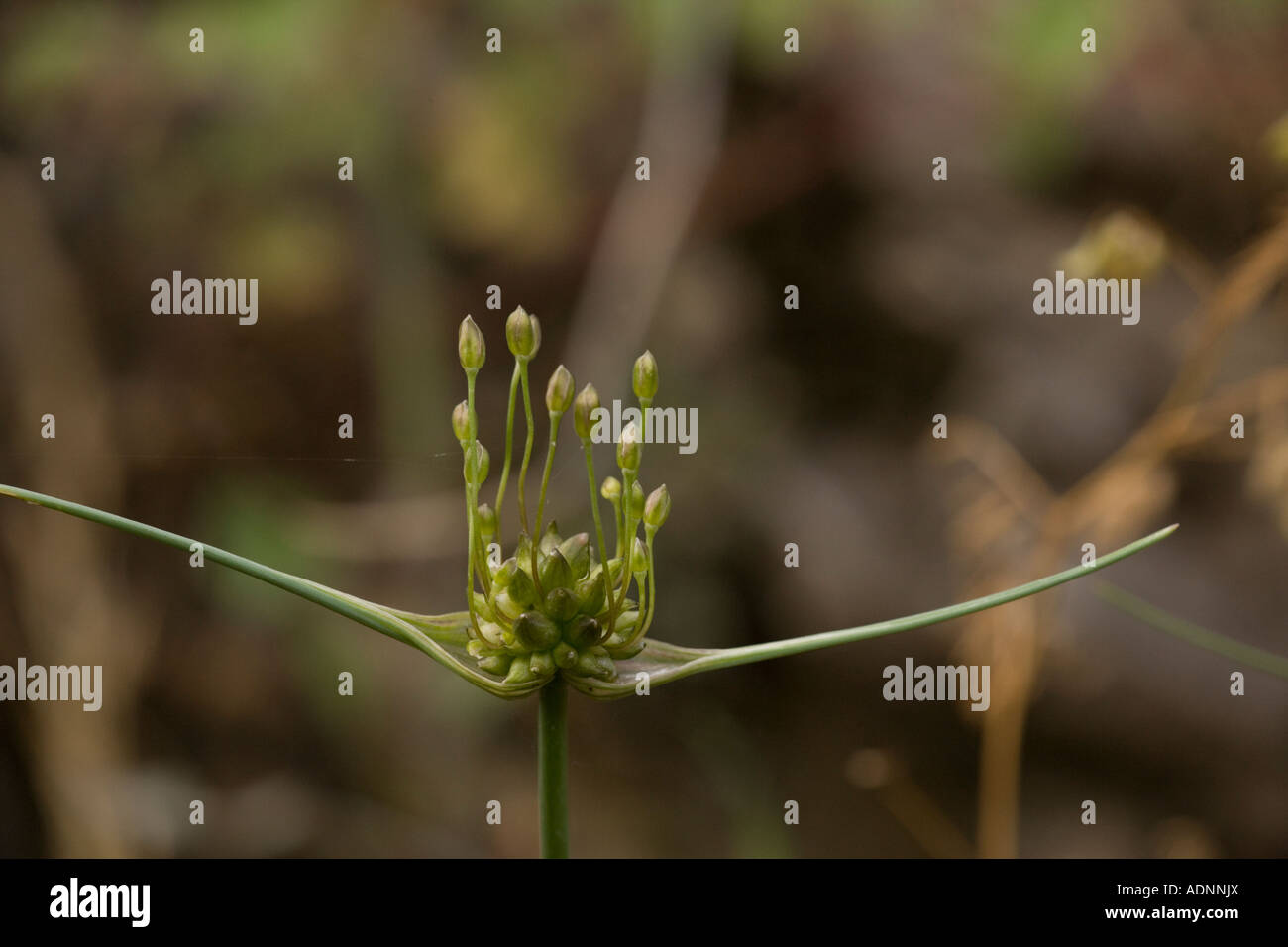 Field garlic, Allium oleraceum, close-up. Rare in UK Stock Photo