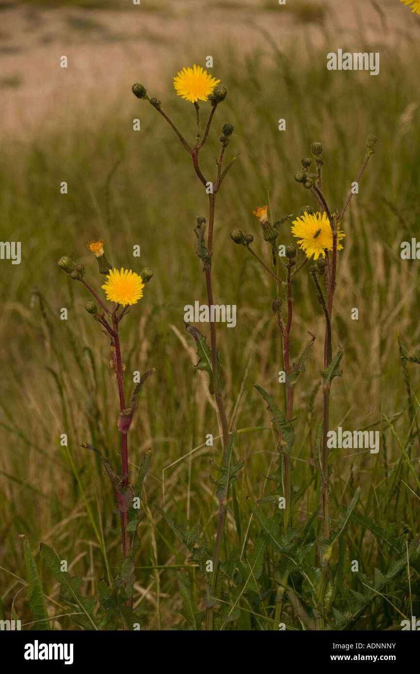 Perennial sow thistle, Sonchus arvensis, Stock Photo