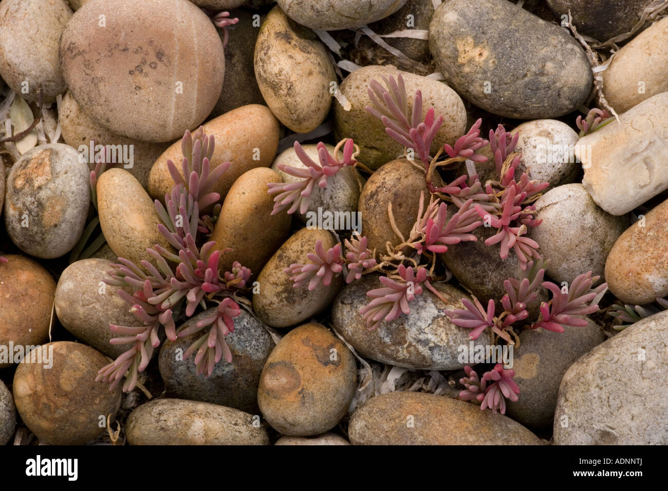 Annual sea blite (Suaeda maritima) on shingle, close-up, Dorset, England, UK Stock Photo