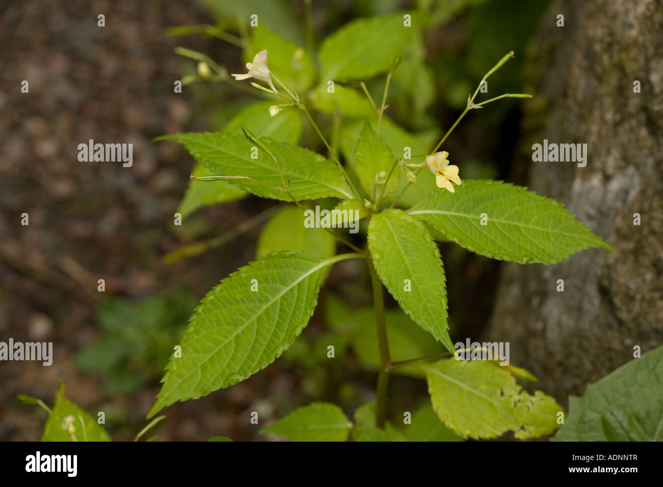Small balsam, Impatiens parviflora Rare in UK Stock Photo