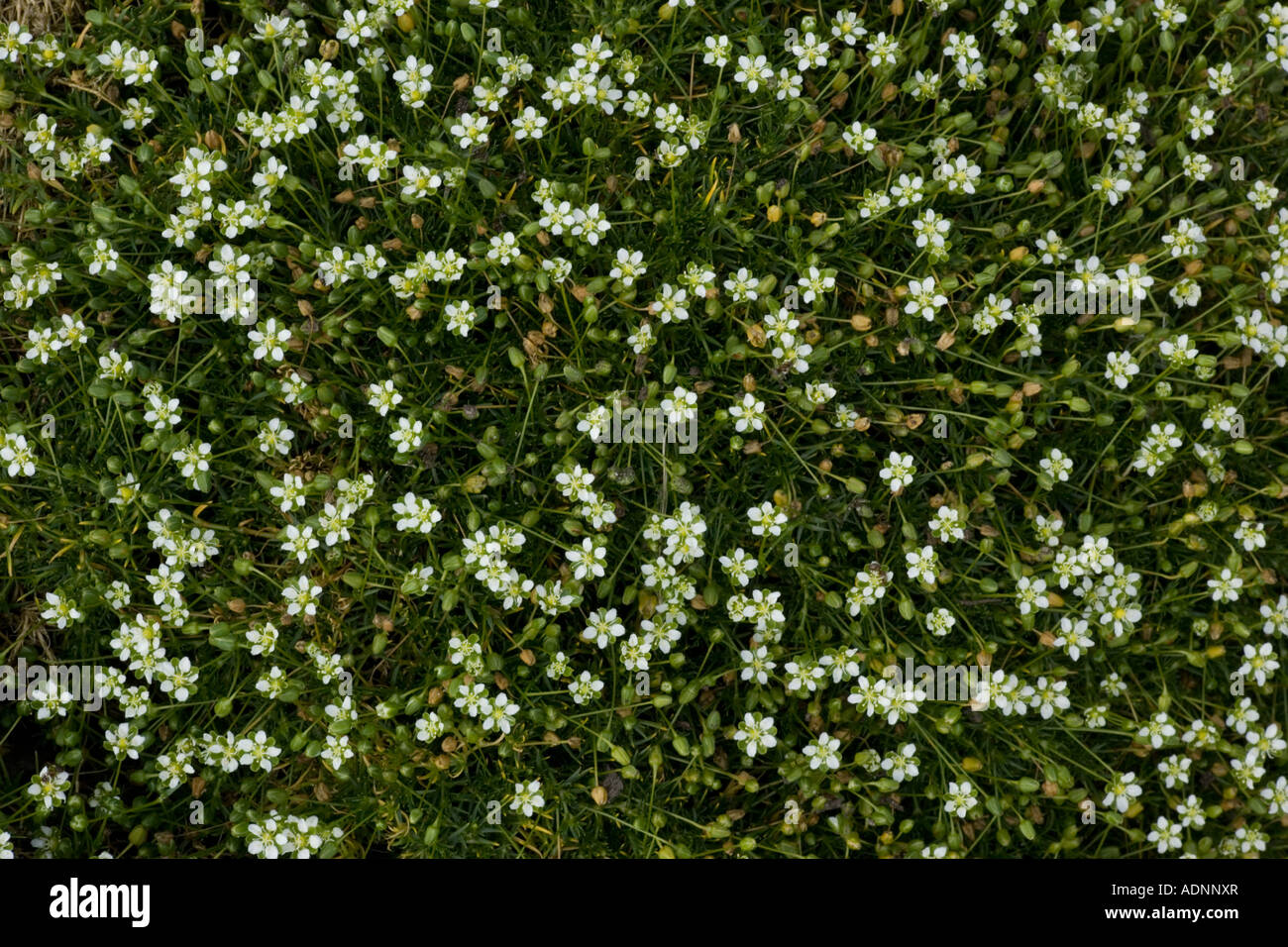 Heath pearlwort (Sagina subulata). Uncommon in the UK Stock Photo