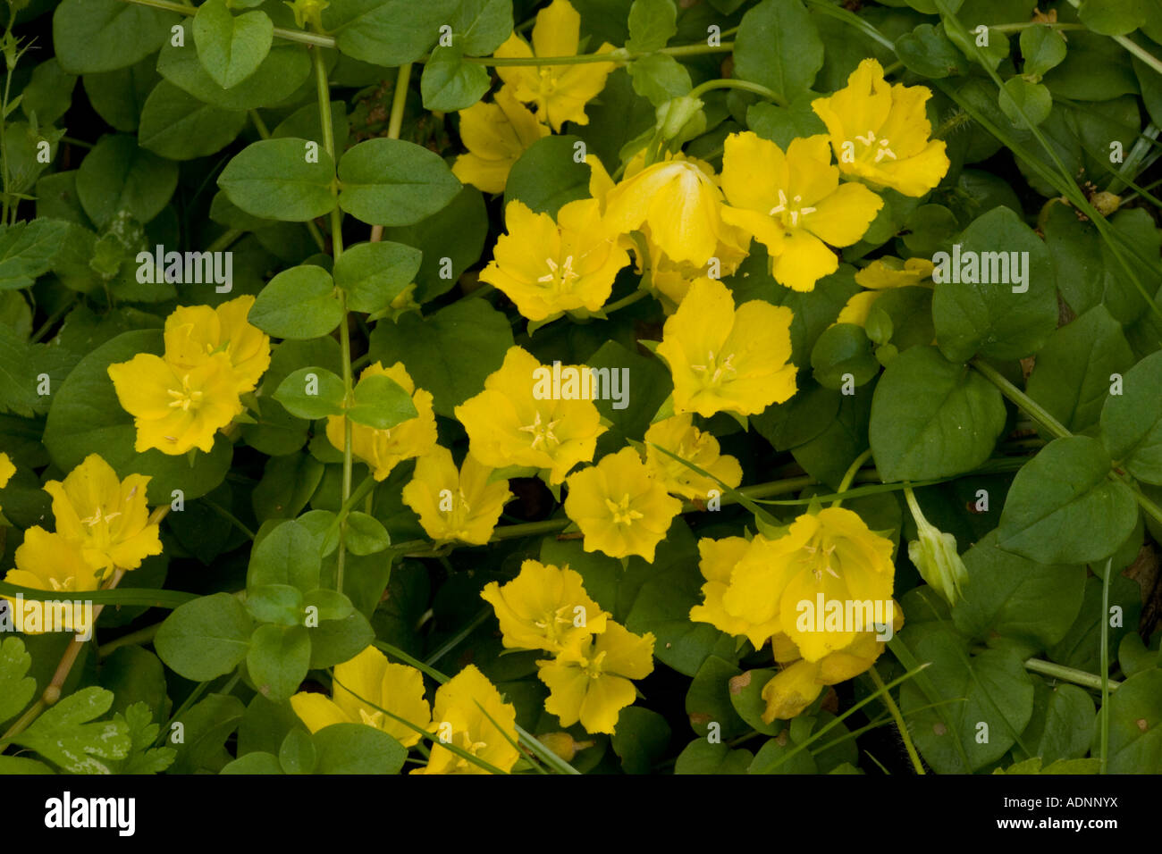 Creeping jenny yellow flower hires stock photography and images Alamy