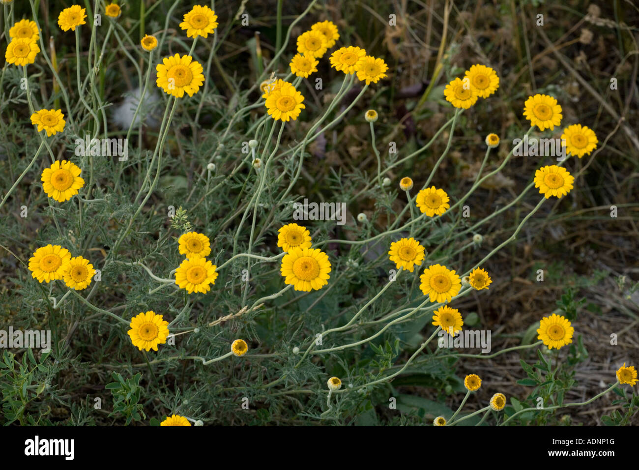 Yellow chamomile, Anthemis tinctoria, Sweden Stock Photo