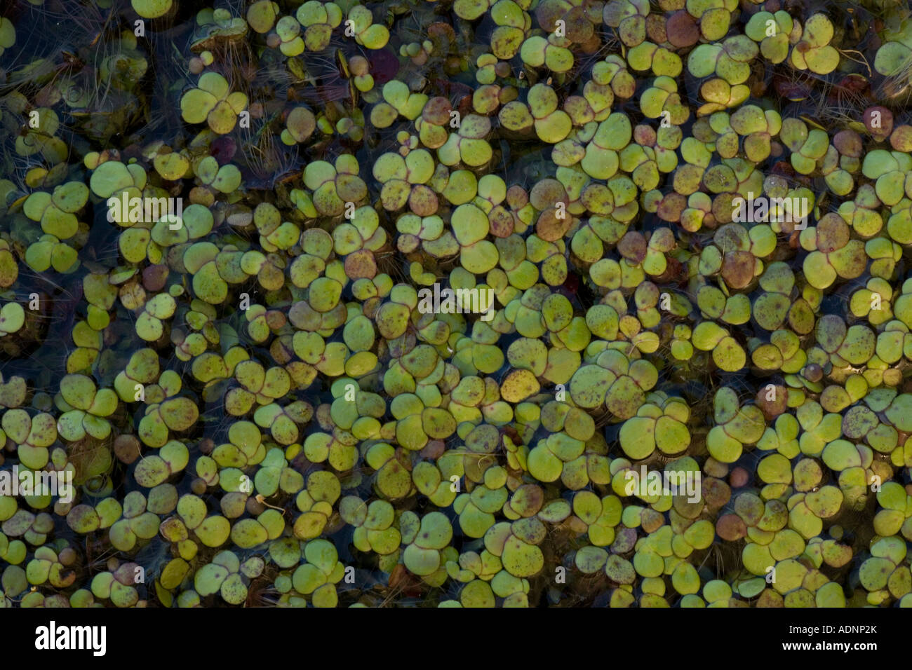Greater Duckweed, Spirodela polyrhiza, Lemna on pond surface Hants Stock Photo