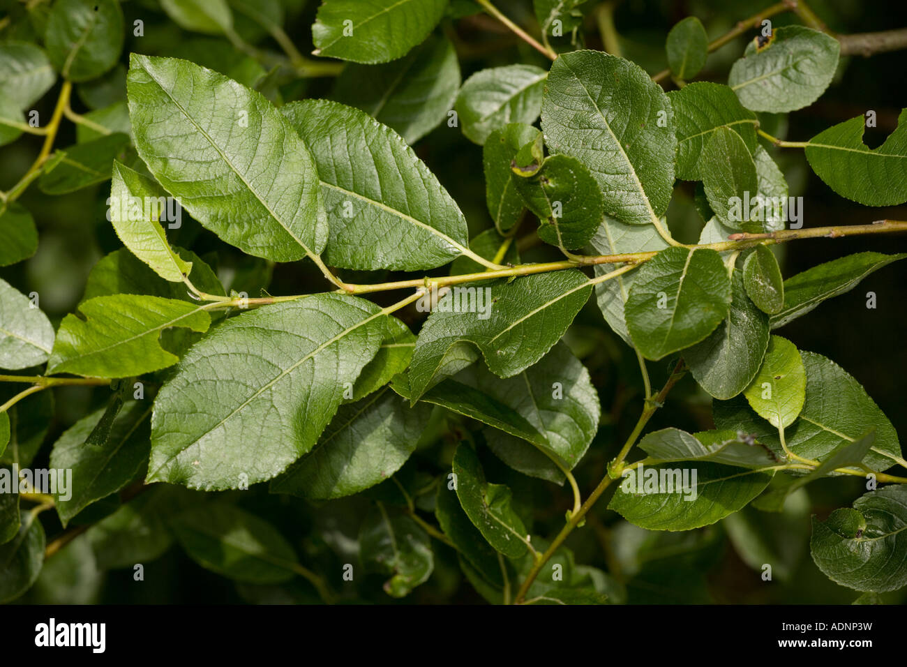 Bay willow, Salix pentandra, Scotland Stock Photo