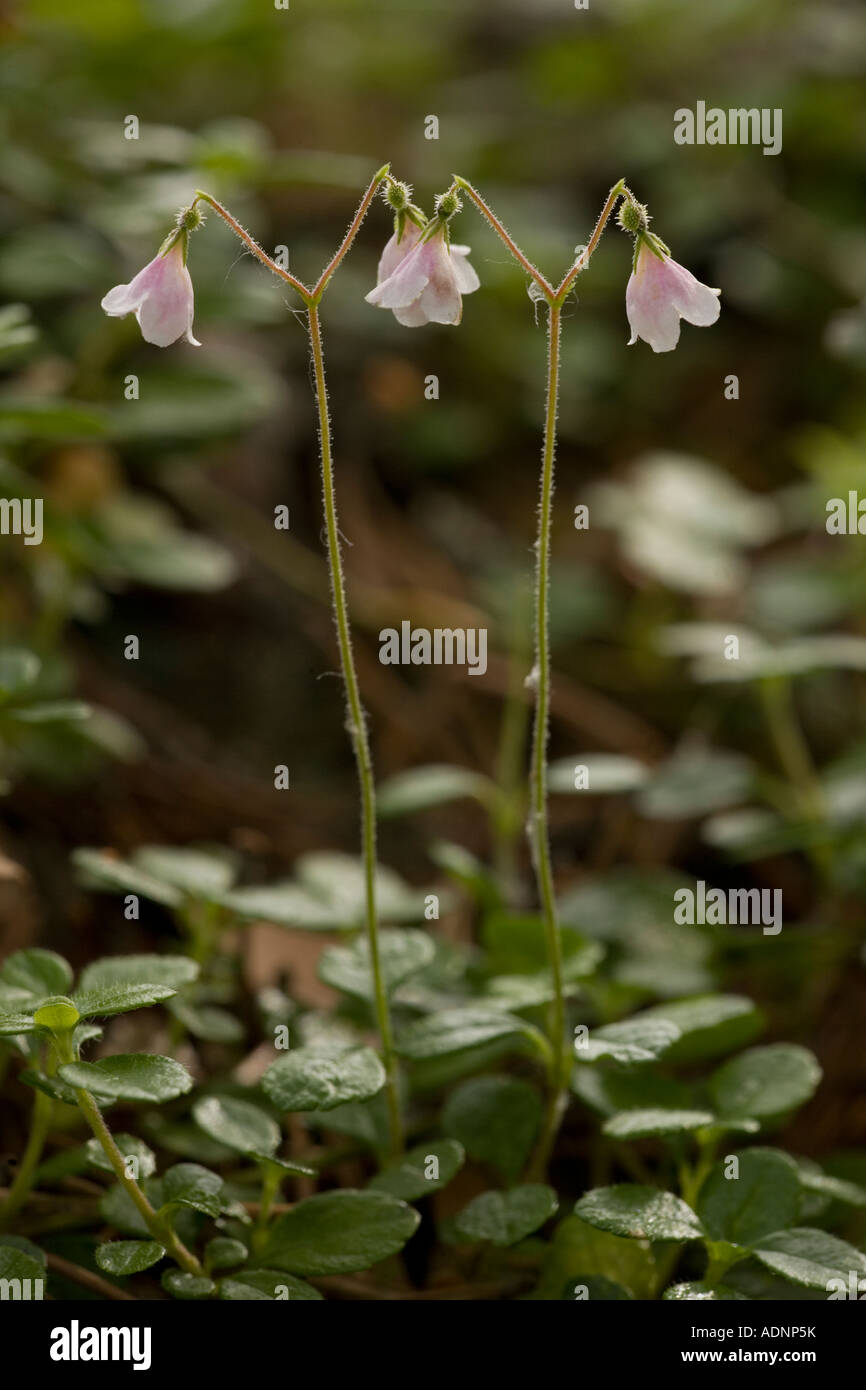 Twinflower Linnaea borealis in flower Very rare in Scotland Stock Photo