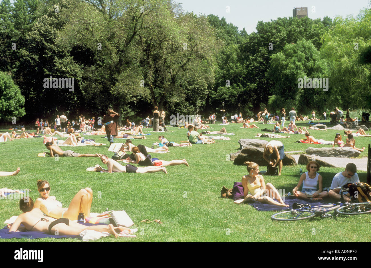 People Relaxing Sunbathing In Central Park Great Lawn New York City