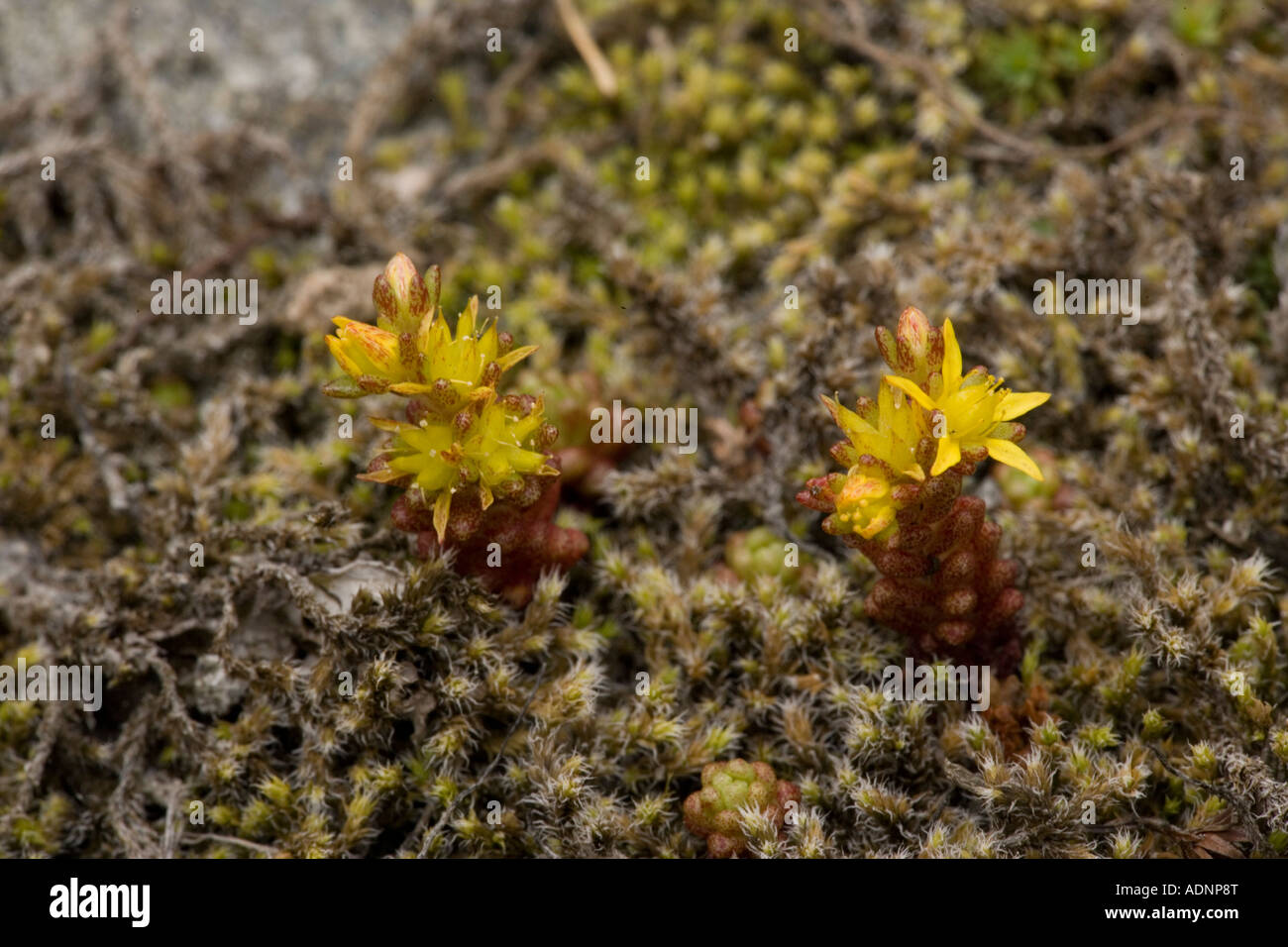 Annual stonecrop, Sedum annuum, Norway Stock Photo