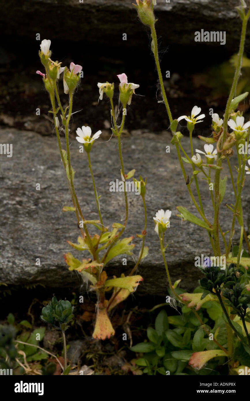Biennial saxifrage, Saxifraga adscendens, Norway Stock Photo