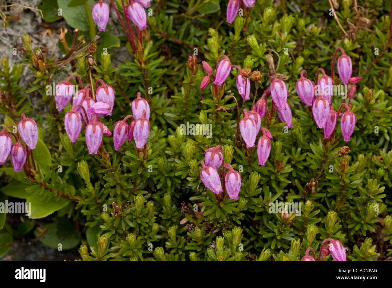Blue heath Phyllodoce caerulea in flower very rare plant in UK Stock Photo