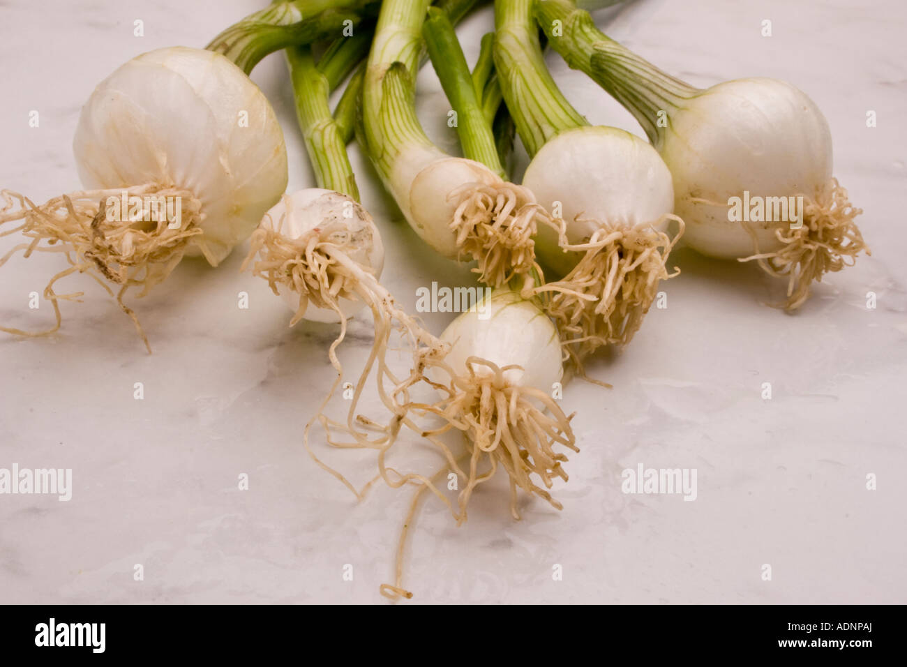 Spring onions with roots hi-res stock photography and images - Alamy