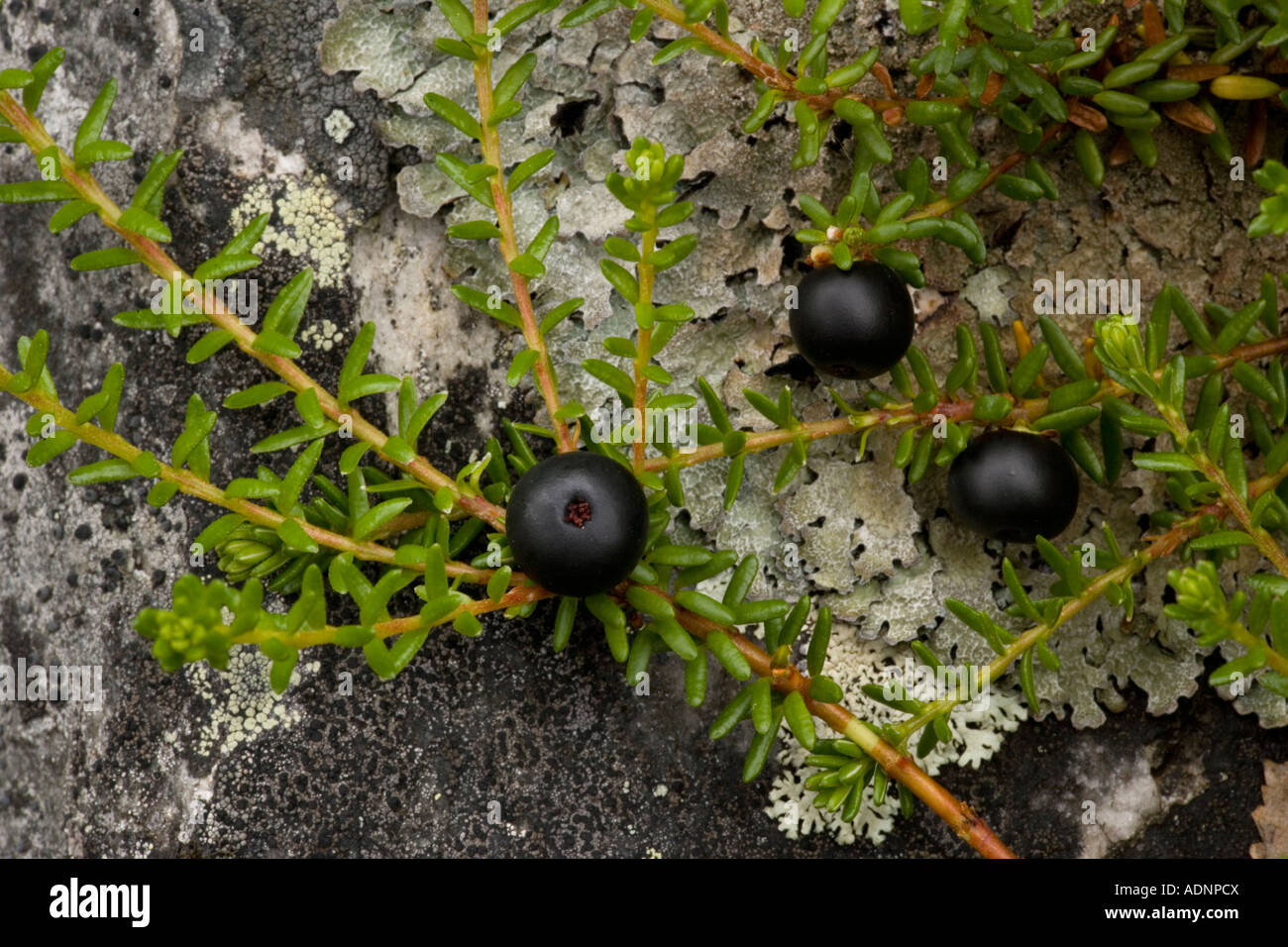 Hermaphrodite crowberry, Empetrum hermaphroditum, Rare in Scotland Stock Photo