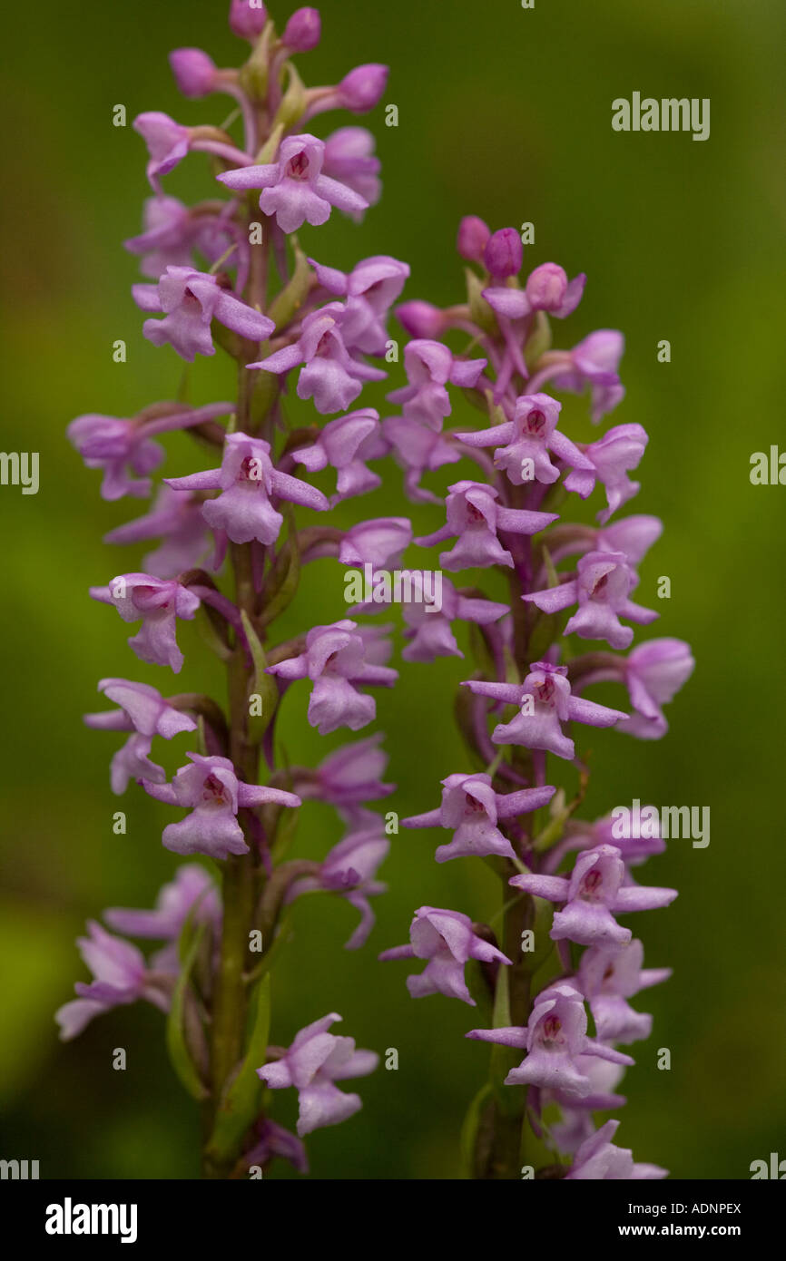 Fragrant orchid, Gymnadenia conopsea, in flower Stock Photo