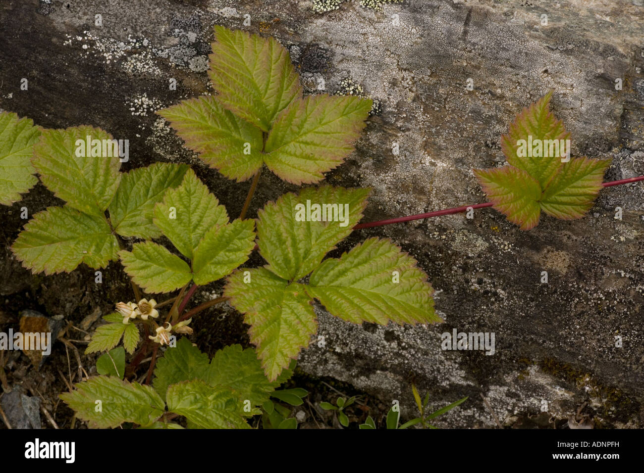 Stone bramble, Rubus saxatilis, Stock Photo