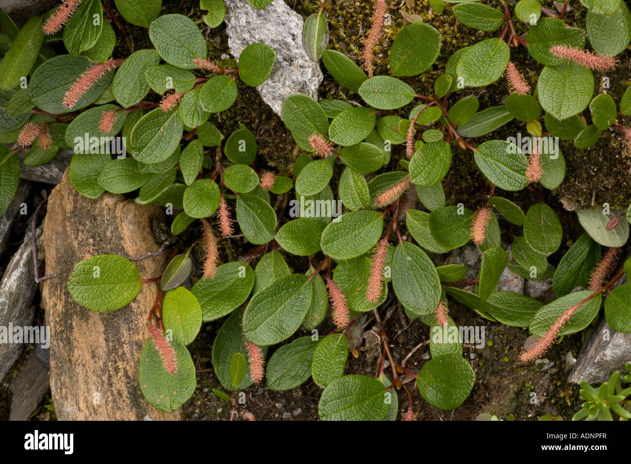 Net leaved willow Salix reticulata Sweden Stock Photo