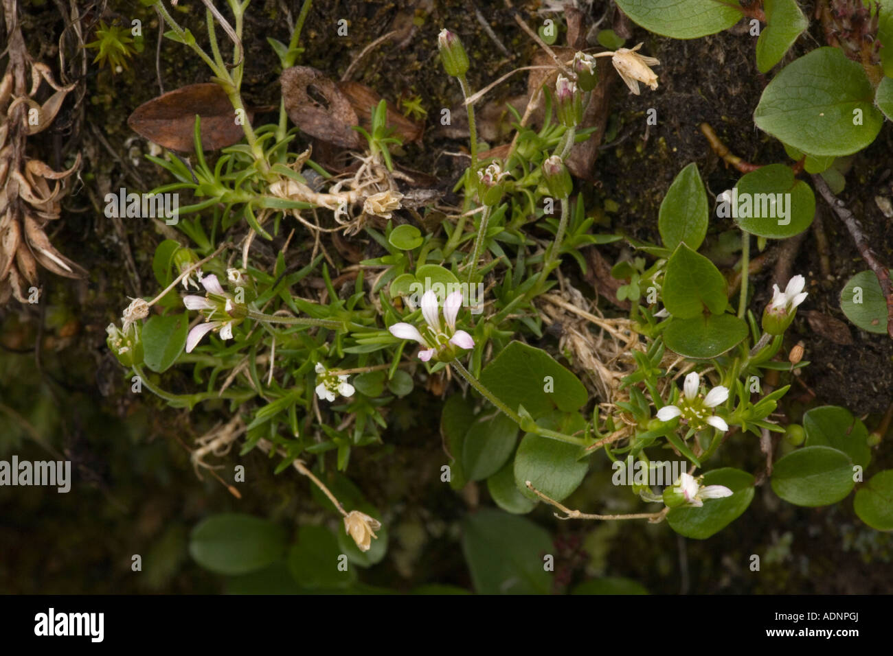 An arctic alpine sandwort Minuartia biflora north Sweden Stock Photo