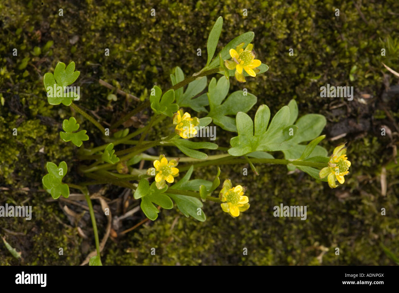 Dwarf arctic buttercup hi-res stock photography and images - Alamy