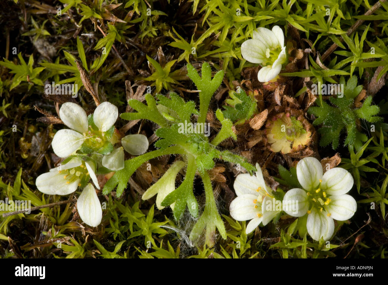 Tufted saxifrage, Saxifraga caespitosa, north Sweden Stock Photo