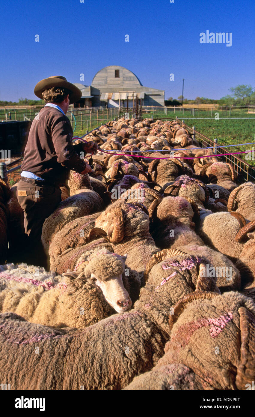 Farmer jetting sheep Australia Stock Photo