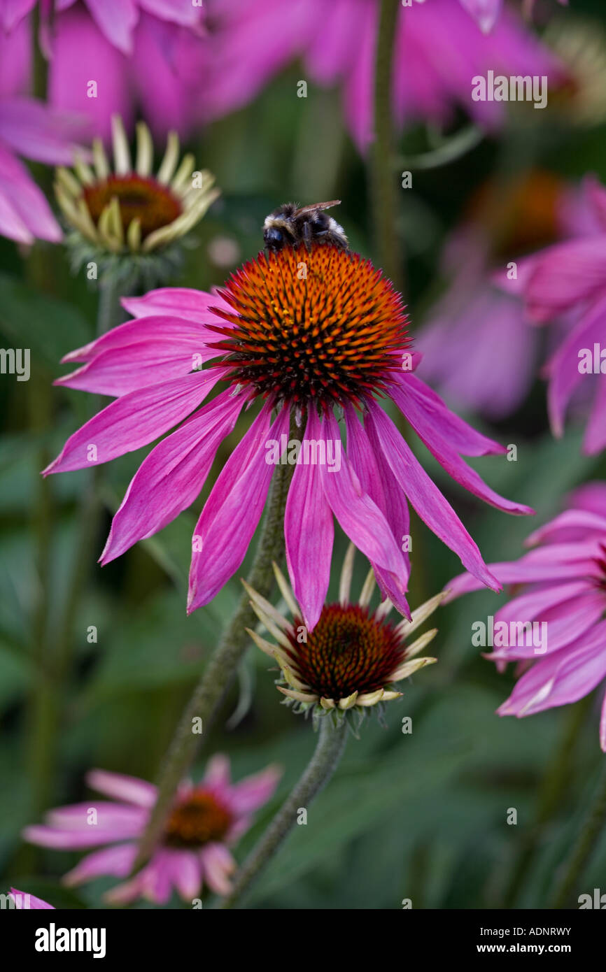 Bumble Bee (Bombus spp) on Purple Coneflower (Echinacea purpurea)  Species is probably Bombus terrestris - England UK Stock Photo