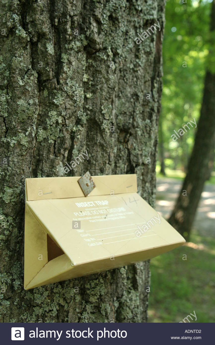 Huntsville Alabama Monte Sano State Park Insect Trap Tree Trunk