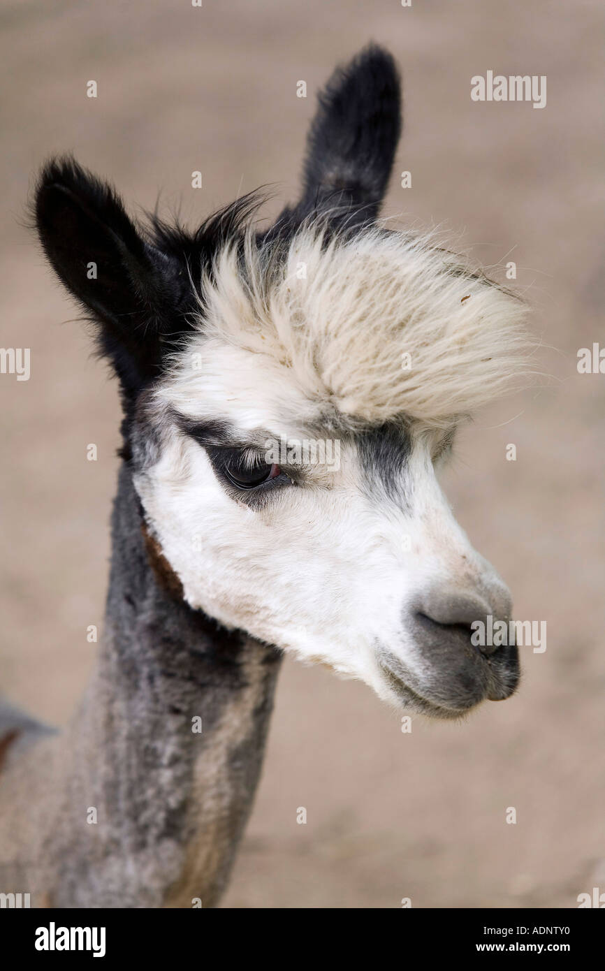 Alpaca with funny hairstyle Stock Photo