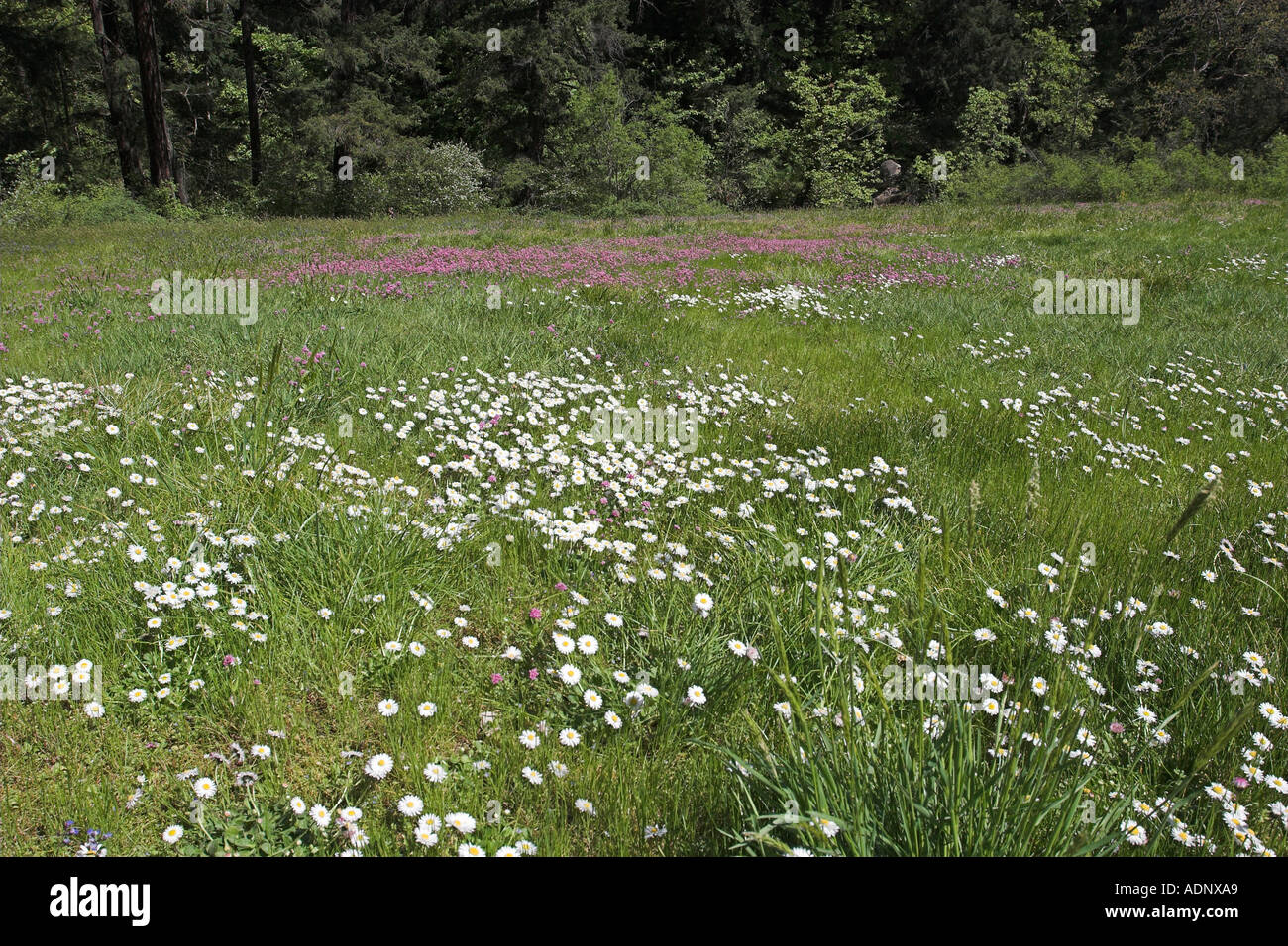 Wildflowers in meadow Bowen Park Nanaimo Vancouver Island British