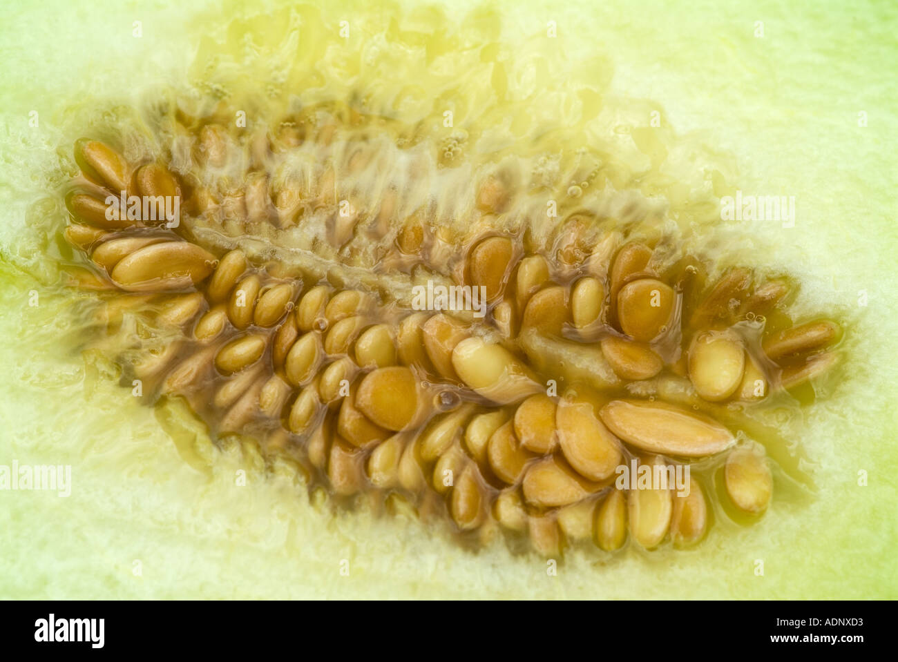 melon pips detail Stock Photo Alamy